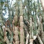 Cereus jamacaru বাকল