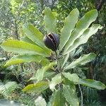 Pittosporum hematomallum Fruit