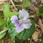 Viola rostrata Flower