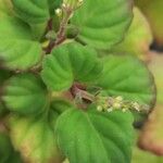 Plectranthus ernstii 葉