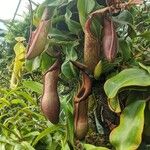 Nepenthes truncata ᱵᱟᱦᱟ