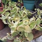 Peperomia scandens Liść