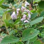Desmodium intortum Blüte