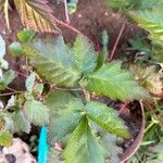 Rubus pruinosus 葉