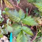 Rubus pruinosus Leaf