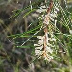 Hakea sericea Blüte