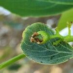 Cordia myxa Fruit