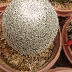 Mammillaria haageana Foglia