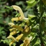 Salvia glutinosa Virág