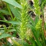 Setaria viridis Fruto