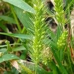 Setaria viridis Fruit