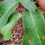 Sacoglottis gabonensis Folio