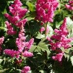 Astilbe japonica Květ