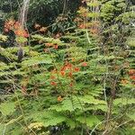 Caesalpinia pulcherrimaFleur