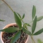 Ceratopetalum gummiferum Hoja