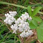 Achillea nobilisЦвят