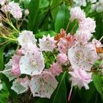 Kalmia latifoliaЦвят