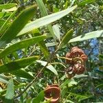 Acacia spirorbis Blad