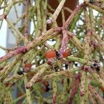 Rhipsalis neves-armondii Mbuma