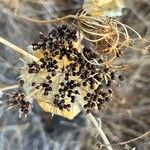 Smyrnium perfoliatum Fruit