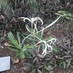 Hymenocallis caribaea Habit