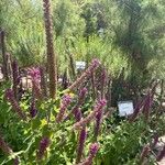 Teucrium hircanicum Flower