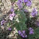 Lunaria annua Habitus