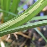 Carex excelsa Corteza