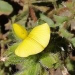 Ononis pubescens Cvet
