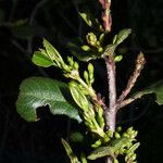 Rhamnus crocea Агульны выгляд