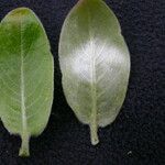 Salix daltoniana Frunză