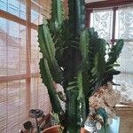 Euphorbia abyssinica Hoja