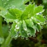 Alchemilla monticola Blatt