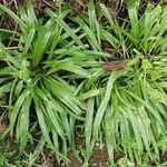 Carex plantaginea Leaf