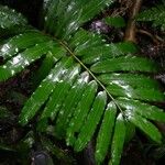 Danaea nodosa Leaf