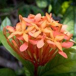 Ixora javanica Flor