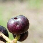 Syzygium caryophyllatum Fruit