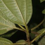 Henriettea fascicularis Leaf