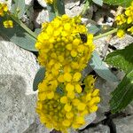 Isatis alpina Flower