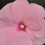 Impatiens hawkeri പുഷ്പം