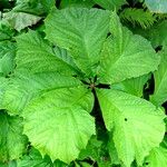 Rodgersia podophylla Leaf
