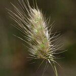 Cynosurus echinatus Fula