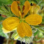 Senna hirsuta Flors