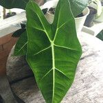 Alocasia micholitziana Leaf