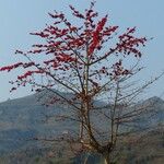 Bombax ceiba Flower