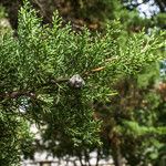 Cupressus goveniana Other