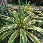 Pandanus utilis Blatt