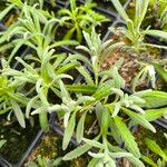 Lavandula spp.Blad