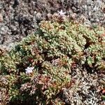 Limonium obtusifolium Habitat