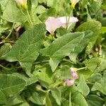 Convolvulus arvensis Blad